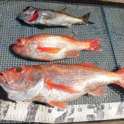 大進丸(愛知) 釣果