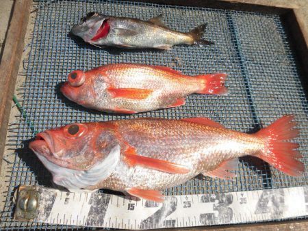 大進丸(愛知) 釣果