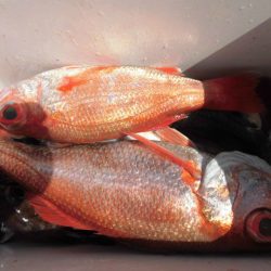 大進丸(愛知) 釣果