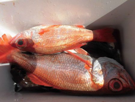 大進丸（愛知） 釣果