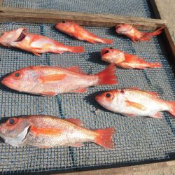 大進丸(愛知) 釣果