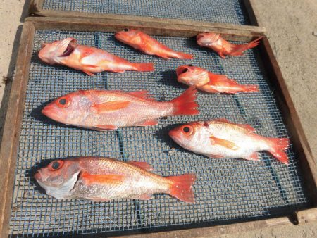 大進丸(愛知) 釣果