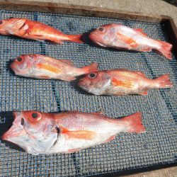 大進丸(愛知) 釣果