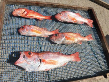 大進丸(愛知) 釣果