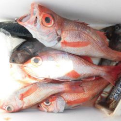 大進丸(愛知) 釣果