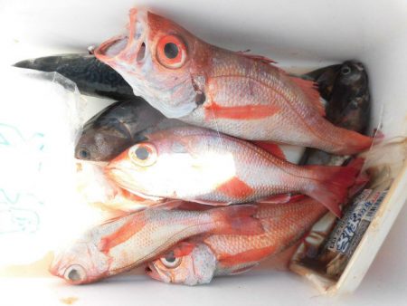 大進丸(愛知) 釣果