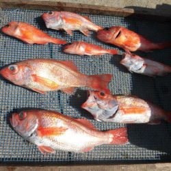 大進丸(愛知) 釣果