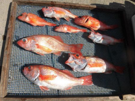 大進丸(愛知) 釣果