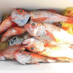 大進丸(愛知) 釣果