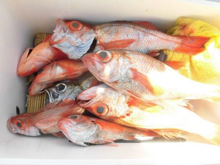 大進丸(愛知) 釣果