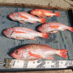 大進丸(愛知) 釣果