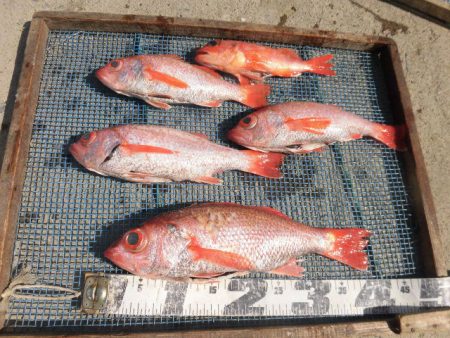 大進丸(愛知) 釣果