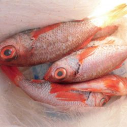 大進丸(愛知) 釣果