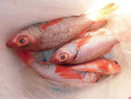 大進丸(愛知) 釣果