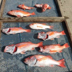 大進丸(愛知) 釣果