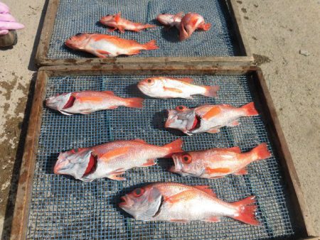 大進丸(愛知) 釣果