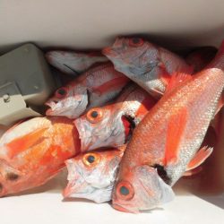 大進丸(愛知) 釣果