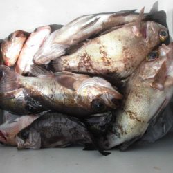 大進丸（愛知） 釣果