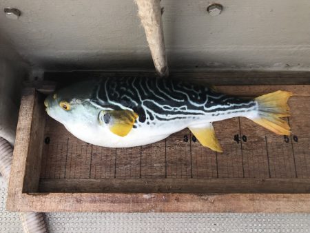 白墨丸 釣果