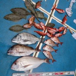 十八宝洋丸 釣果