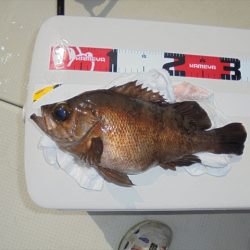 ＨＡＲＵＫＡ丸　はるかまる 釣果