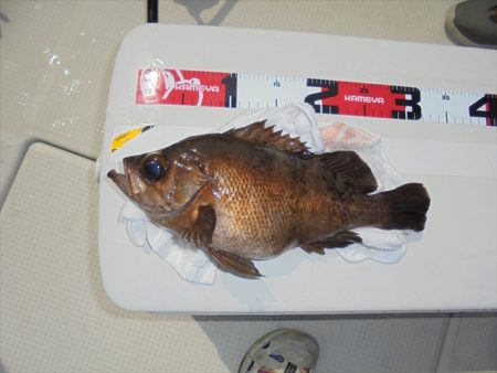 ＨＡＲＵＫＡ丸　はるかまる 釣果