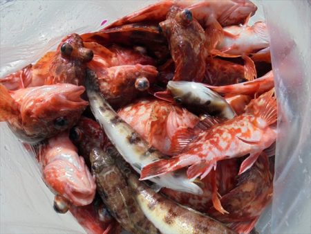 ＨＡＲＵＫＡ丸　はるかまる 釣果