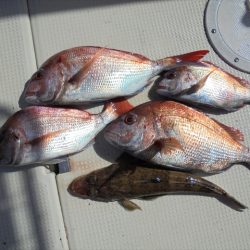 ＨＡＲＵＫＡ丸　はるかまる 釣果