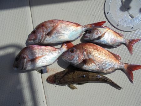 ＨＡＲＵＫＡ丸　はるかまる 釣果