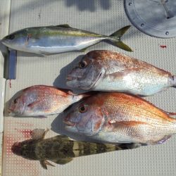ＨＡＲＵＫＡ丸　はるかまる 釣果