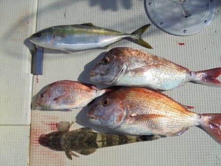 ＨＡＲＵＫＡ丸　はるかまる 釣果