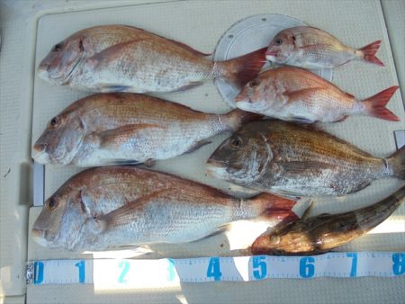 ＨＡＲＵＫＡ丸　はるかまる 釣果