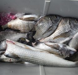 バラモン1号 釣果