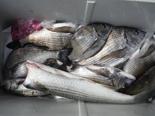 バラモン1号 釣果