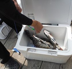 バラモン1号 釣果