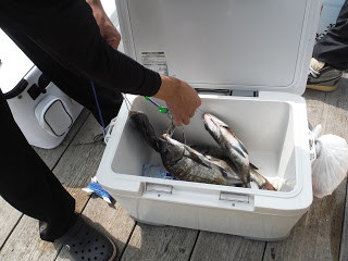 バラモン1号 釣果