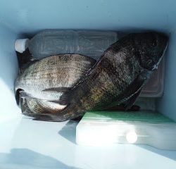 バラモン1号 釣果