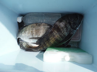 バラモン1号 釣果