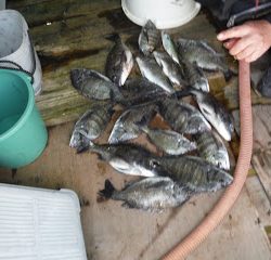 バラモン1号 釣果