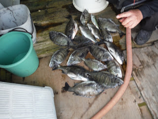 バラモン1号 釣果