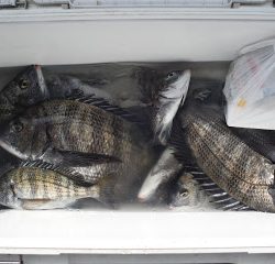 バラモン1号 釣果