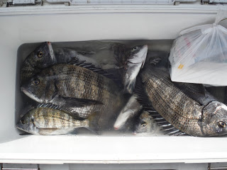 バラモン1号 釣果