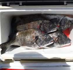 バラモン1号 釣果