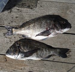 バラモン1号 釣果