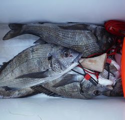 バラモン1号 釣果