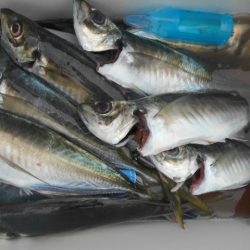 大進丸(愛知) 釣果