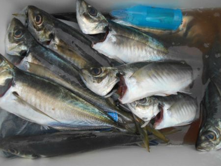 大進丸(愛知) 釣果