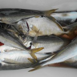 大進丸(愛知) 釣果