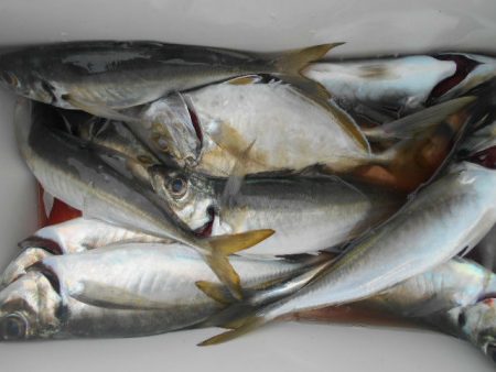 大進丸(愛知) 釣果