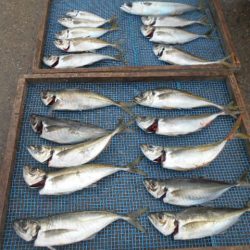 大進丸(愛知) 釣果